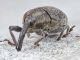 Curculionidae Forum 2.jpg