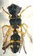 Craboniddae addome.jpg