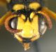 Craboniddae testa.jpg
