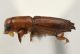 Platypodinae 3 prof.jpg