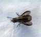 Trixoscelis sp. cópua.jpg