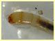 probabile larva Tenebrionidae - 10 mm. - Anzio 5.8.2020 - (5).JPG