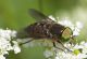 Mosca occhi verdi-Pintura-Fargno- 17-06-2018 5.jpg