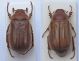 Amphimallon assimile (Czech republic).jpg