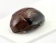 Erotylidae 3_4 rid.jpg