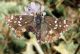 Pyrgus cirsii o cinarae (28-8-08 Valdelinares).jpg