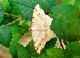DSC00443.JPG