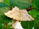 DSC00450.JPG