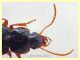 probabile Platyderus sp. solo corpo 6,8 mm. - Anzio 24.5.2020 - (4).JPG