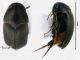Mordellidae1 plate.jpg
