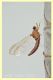 Ephemera vulgata.jpg