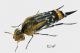 Ophthalmoglipa aurocaudata (Fairmaire, 1897) rid.jpg
