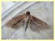 probabile Tineidae - lunghezza ala 3,5 mm. - Anzio - 28.7.2020 - (1).JPG