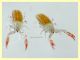 Pseudoscorpione 0,8 mm. - Anzio 13.8.2020 - (6).JPG