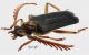Neoclosterus opacipennis Boppe, 1912 3_4 rid.jpg