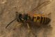 vispula1a.jpg