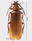 Neoclosterus lujae Boppe, 1912 female rid.jpg
