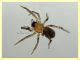 giovane Aracnide corpo 2 mm. - Anzio 28.7.2020 - (3).JPG