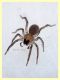 giovane Aracnide corpo 2 mm. - Anzio 28.7.2020 - (4).JPG