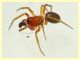 Aracnide 1,2 mm. - Anzio 28.7.2020 - (1).JPG