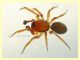 Aracnide 1,2 mm. - Anzio 28.7.2020 - (3).JPG