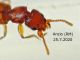 debilicornis Anzio 25.7.2020 - (4).JPG