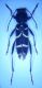 clytus_lama.jpg