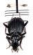 Comb3017-90zL6cr.jpg