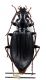 Comb3014-29zL6cr.jpg