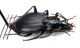 Comb3015-62zL6cr.jpg