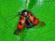 0 3 20100615noci-053 .jpg
