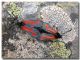 Zygaena punctum, Madonie, Gorgo di Pollicino, 10 giugno 2007.jpg