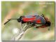Zygaena punctum02, Madonie, Gorgo di Pollicino, 10 giugno 2007.jpg