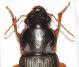 Carabidae2.JPG