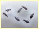 Phyla tethys dai 2,8 ai 4 mm. - Anzio 23.8.2020 - (1).JPG