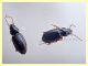 Phyla tethys dai 2,8 ai 4 mm. - Anzio 23.8.2020 - (2).JPG