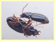 Phyla tethys dai 2,8 ai 4 mm. - Anzio 23.8.2020 - (3).JPG