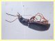 Phyla tethys dai 2,8 ai 4 mm. - Anzio 23.8.2020 - (5).JPG