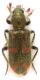 Trichodes sp_Varto_ 011.jpg