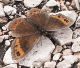Erebia-sp.jpg