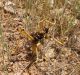 Turchia 2010_15 km nord Tunceli_Ortottero 590.jpg