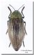 Julodis pubescens yveni_Creta_2 VII 2010.jpg