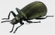 Metallonotus antiquus (Harold, 1878) 3_4 RID.jpg