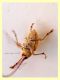 Curcullio sp. corpo 7 mm. - Anzio 13.8.2020 - (1).JPG