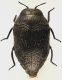 Trachys_lichtensteini_Serrone_870m_10-IX-2020_2,1mm_grey.jpg