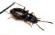 Comb2968-87zL3cr.jpg