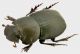 Pseudopedaria grossa (Thomson, 1859) 3_4 RID.jpg