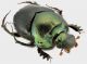 Diastellopalpus tridens (Fabricius, 1781) 3_4 RID.jpg