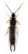Comb3044-25zL6cr.jpg