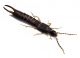 Comb3045-65zL6cr.jpg